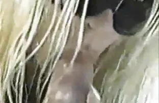 XXX Gambe lunghe slut video pormo amatoriali italiani Jane Darling in un ostello per 3